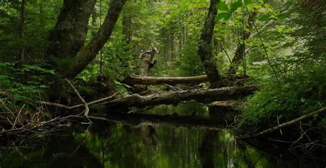 Bailey Funeral Home | Springhill, Haynesville, Plain Deal...