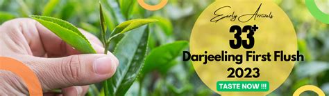 Buy Darjeeling First Flush 2023 Teas – Golden Tips