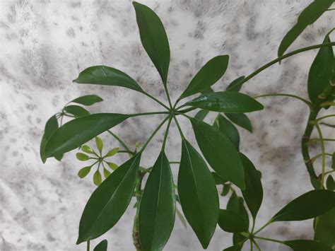 Schefflera Umbrella Plant Care Large Variegated Schefflera Plant For