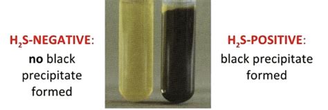 Revision Notes Purification and Characterisation of Organic Compounds