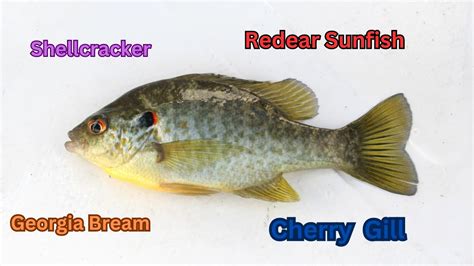 Image result for Shellcracker Fishing 2014