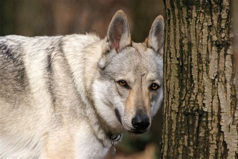 Czech Wolfdog