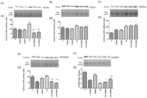 The Influence of Coumestrol on Sphingolipid Signaling Pathway and ...