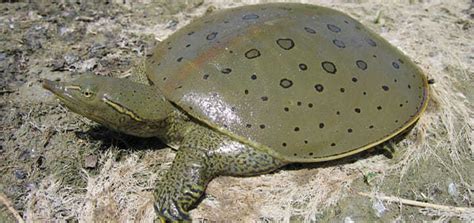 Fastest Softshell Turtle 的图像结果
