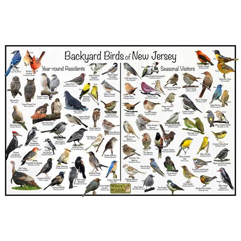 Backyard Birds of New Jersey Bird Identification Poster - Birdwatching ...