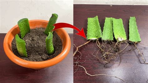 How to Propagate Aloe Vera From Leaf Cuttings: A Simple, Proven Method ...