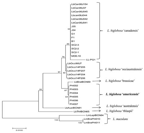 A New Subclade of Leptosphaeria biglobosa Identified from Brassica rapa