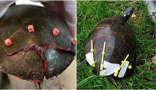 Image result for Holland Lop Broken Tortoise