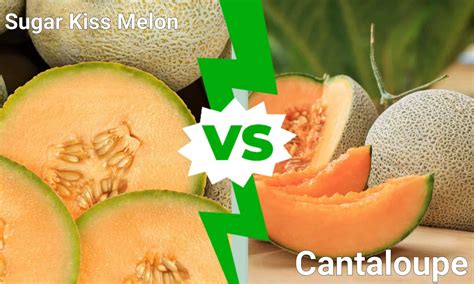 Melon And Cantaloupe The Same Thing at Dina Mcalpin blog