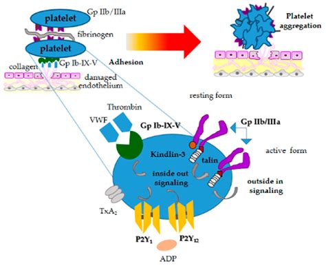 What Can Cause Low Platelets In Dogs