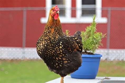 Golden Laced Wyandotte: Breed Profile, Facts & Pictures