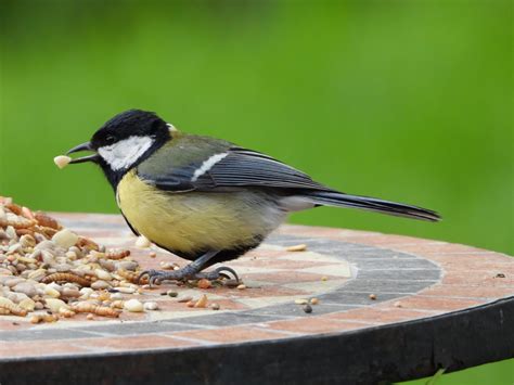 What Seeds Can Birds Eat | Storables