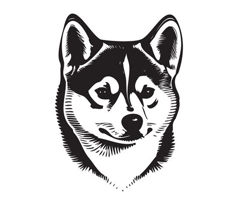 Black And White Shiba Inu