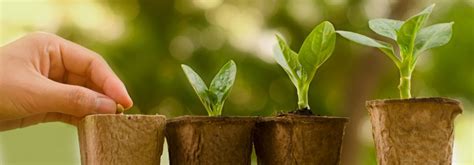 A Beginner’s Manual To Sowing and Creating Saplings | HDFC Bank Ltd