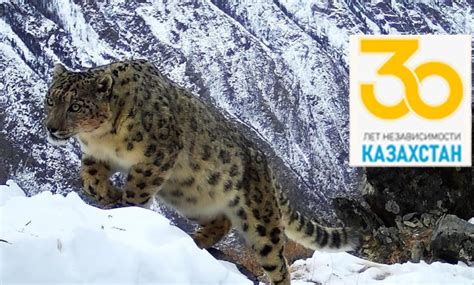Снежный барс – символ Казахстана — Рудный Алтай