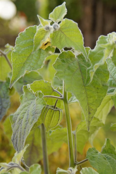 How to Grow Ground Cherries (Cape Gooseberries)