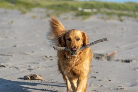 Oceanside Veterinary Hospital Gallery | Vet In Seaview, WA 98644