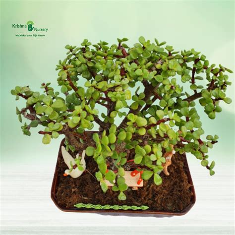Miniature Jade Bonsai