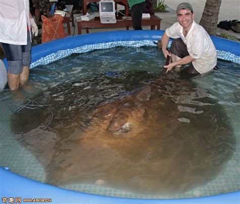 最大的淡水鱼,中国800多斤草鱼图 - 伤感说说吧