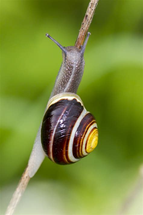 Free Images : bokeh, green, insect, garden, closeup, fauna ...