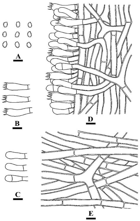 Phylogenetic and Taxonomic Analyses of Five New Wood-Inhabiting Fungi ...