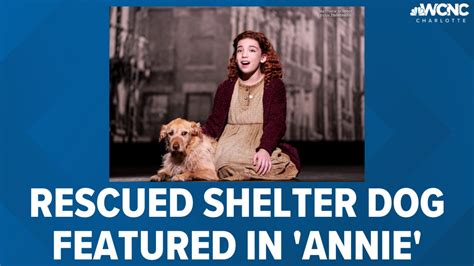 Rescued shelter dog featured in 'Annie' production coming to Charlotte ...