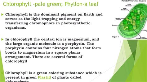 Where Is Found Chlorophyll