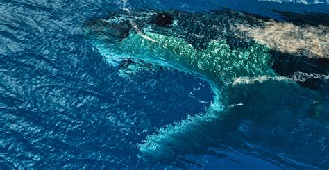 Megalodon Shark In A Wave