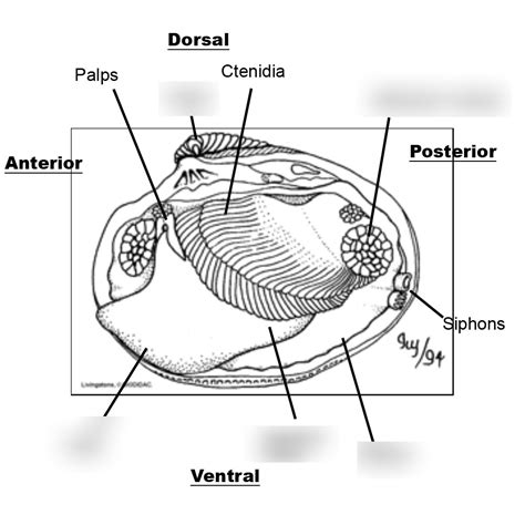 Image result for Muscles Shells