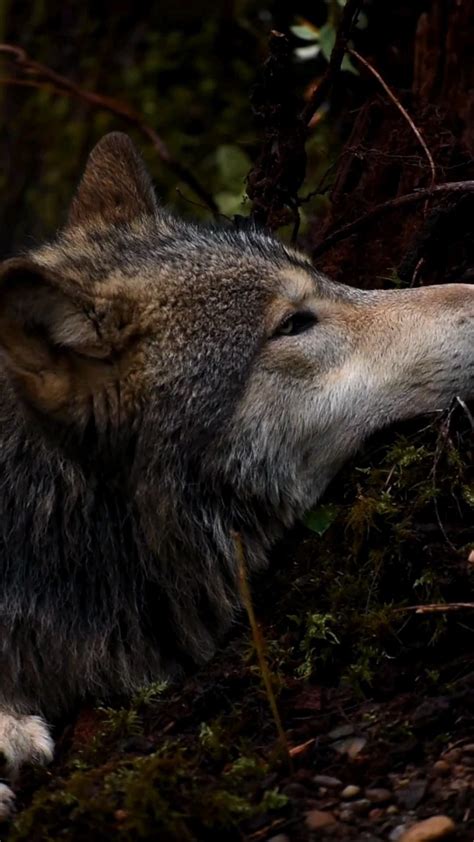 Do wolves bark vocal communication of wolves – Artofit