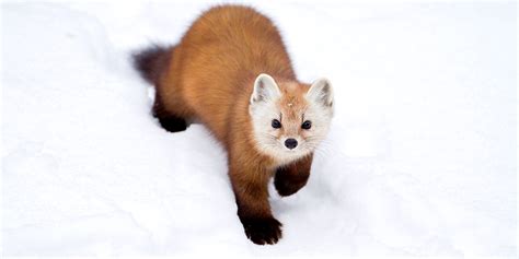 Canadian Shield Cute Animals