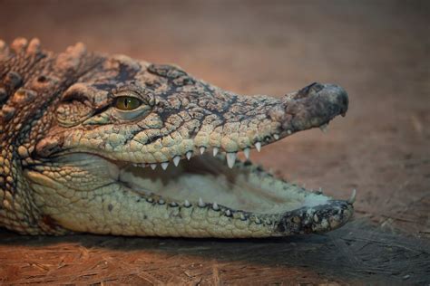 Crocodile Vs Dinosaur