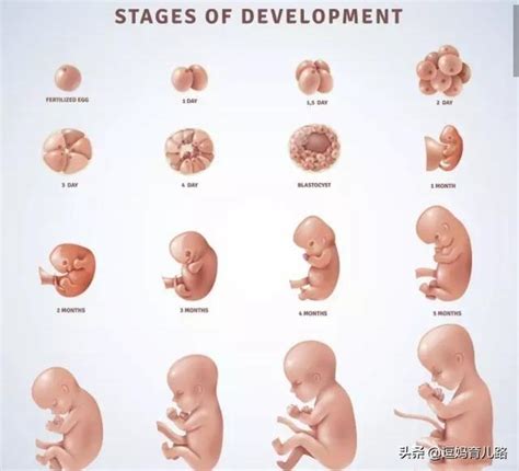 母体怀孕3d概念图图片素材-正版创意图片401864289-摄图网