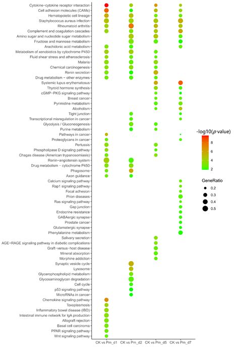 Effects of Pasteurella multocida on Histopathology, miRNA and mRNA ...