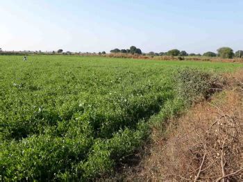 Agricultural/Farm Land for Sale in Valsad, Gujarat