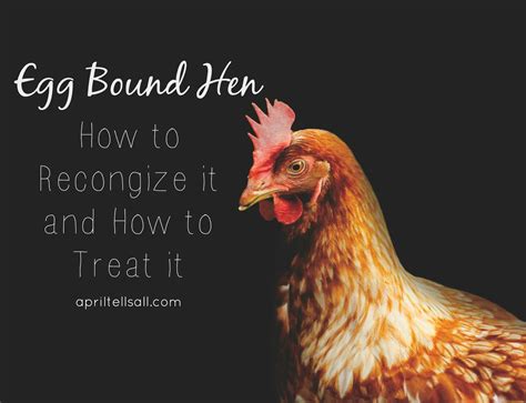 What Is Egg Bound In Chickens at Brianna Conley blog
