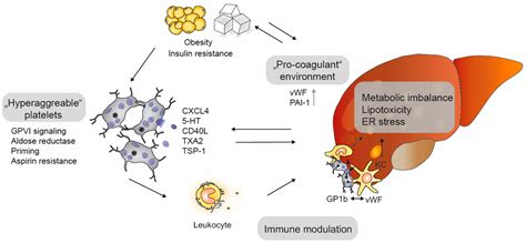 Till Death Do Us Part—The Multifaceted Role of Platelets in Liver Diseases