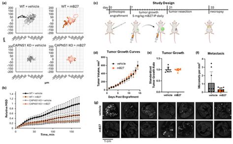 Calpain-1 and Calpain-2 Promote Breast Cancer Metastasis