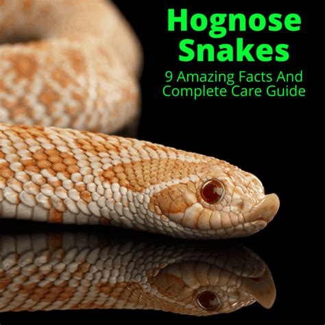 Hognose Snakes (9 Amazing Facts And Complete Care Guide)