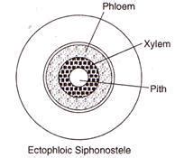 Ectophloic siphonostele is found in - Tardigrade