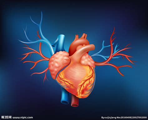 图121 心脏(前面)-基础医学-医学