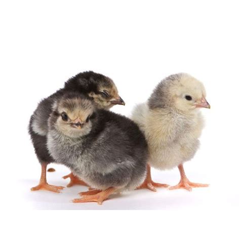 Baby Chicks: Columbian Wyandotte - My Pet Chicken