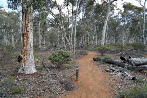 Ochre Trail (Dryandra Woodlands National Park) ~ The Long Way's Better