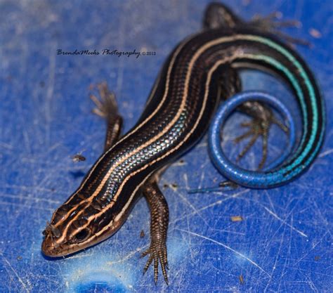 Blue Tail Skink - Striped Lizard