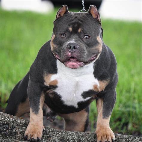 Pocket Bully Colours at Timothy Arrington blog