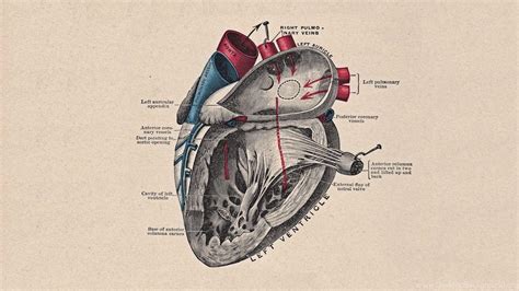 Anatomical Heart Wallpapers - Top Free Anatomical Heart Backgrounds - WallpaperAccess - Anatomy Human Heart Wallpaper