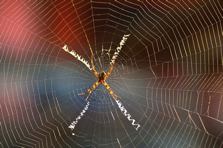 蜘蛛网,网络,秋季高清图库素材免费下载(图片编号:7655745)-六图网