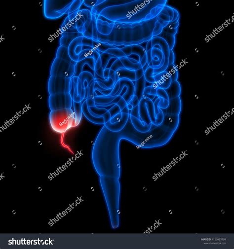 Image result for Digestive System Appendix