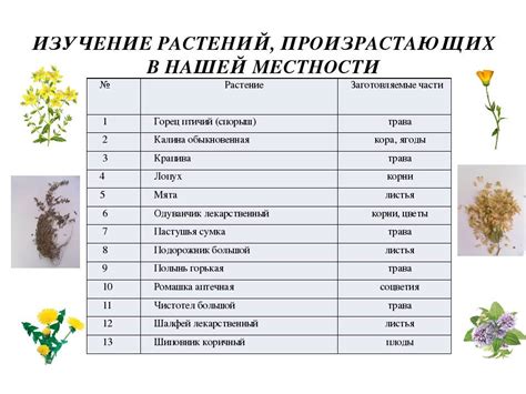 Лечебные травы: список, описание, свойства