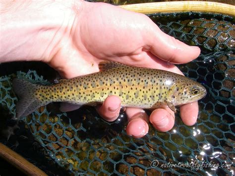 Lahontan cutthroat trout - Alchetron, the free social encyclopedia